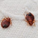 Bug, Insect, Rodent and Bird Control - Bed Bug Guys Canada