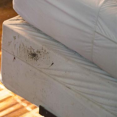 Bed bug inspection