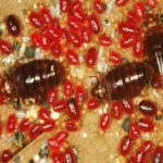 Bug, Insect, Rodent and Bird Control - Bed Bug Guys Canada