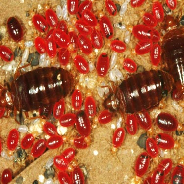 Bedbugs Edmonton